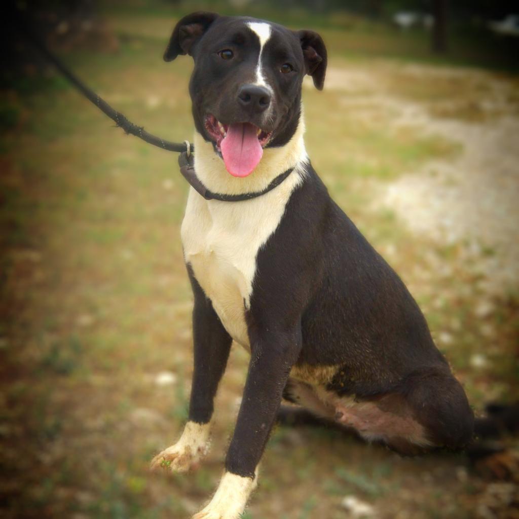 Koda JuM, a Adoptable mixed breed in Austin, TX image 4/6
