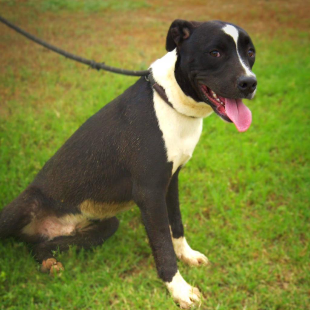 Koda JuM, a Adoptable mixed breed in Austin, TX image 6/6