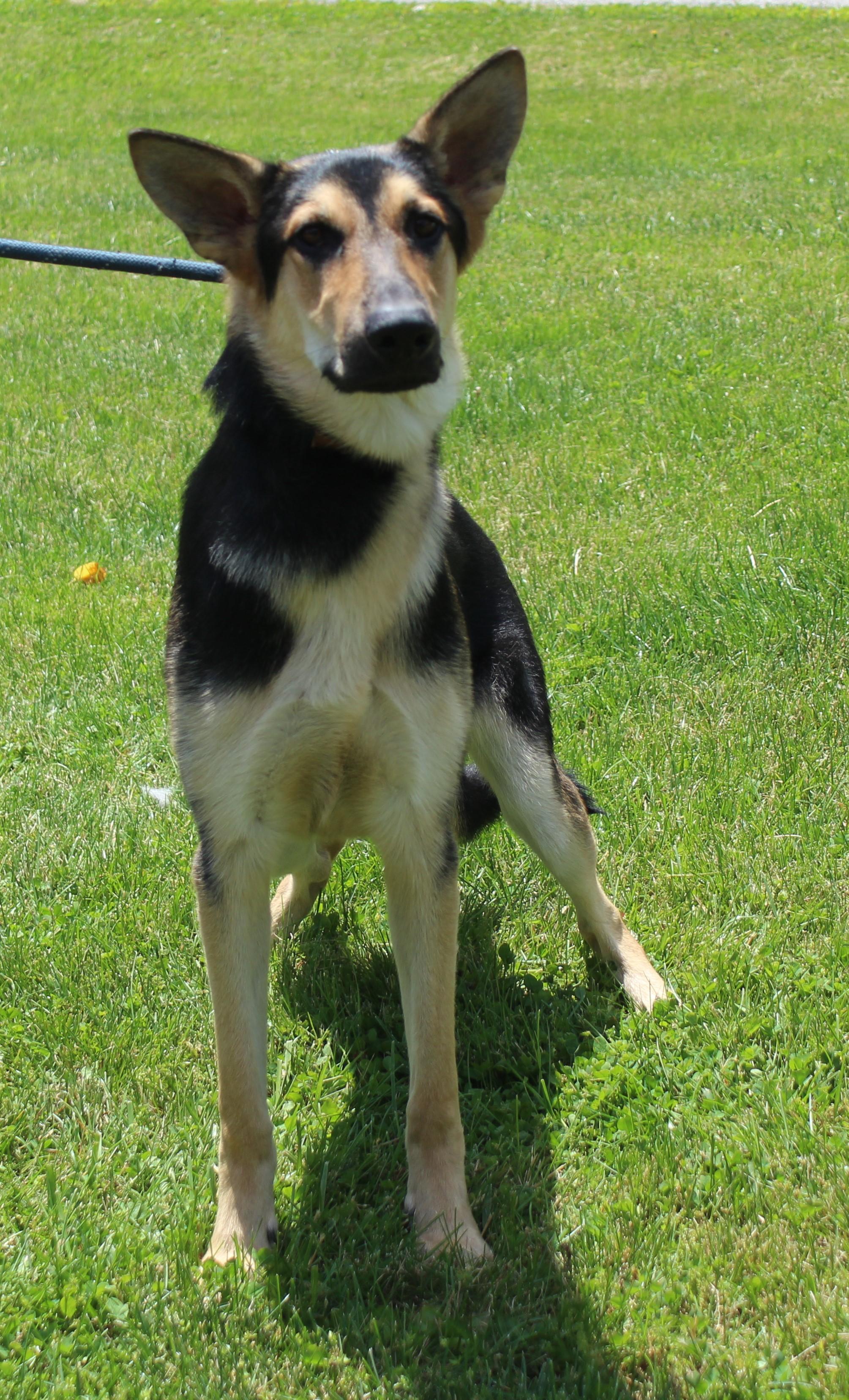 Romeo (11953), adopted, Young Male German Shepherd Dog.