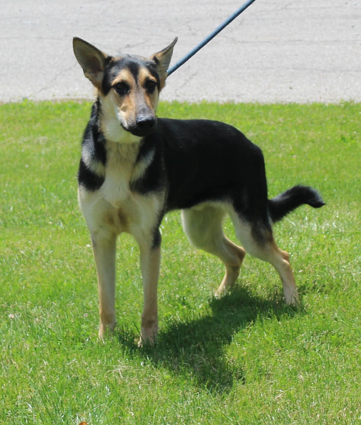 Romeo (11953), an adopted mixed breed in Heath, OH image 2/2
