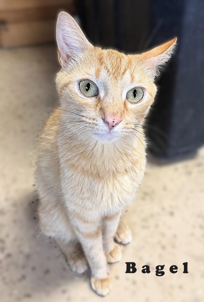 Bagel, Adoptable, Adult Male Domestic Short Hair.