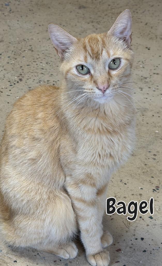 Enlarge Bagel, a Adoptable mixed breed in Fort Oglethorpe, GA image 2/3