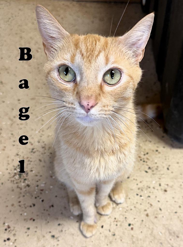 Enlarge Bagel, a Adoptable mixed breed in Fort Oglethorpe, GA image 3/3