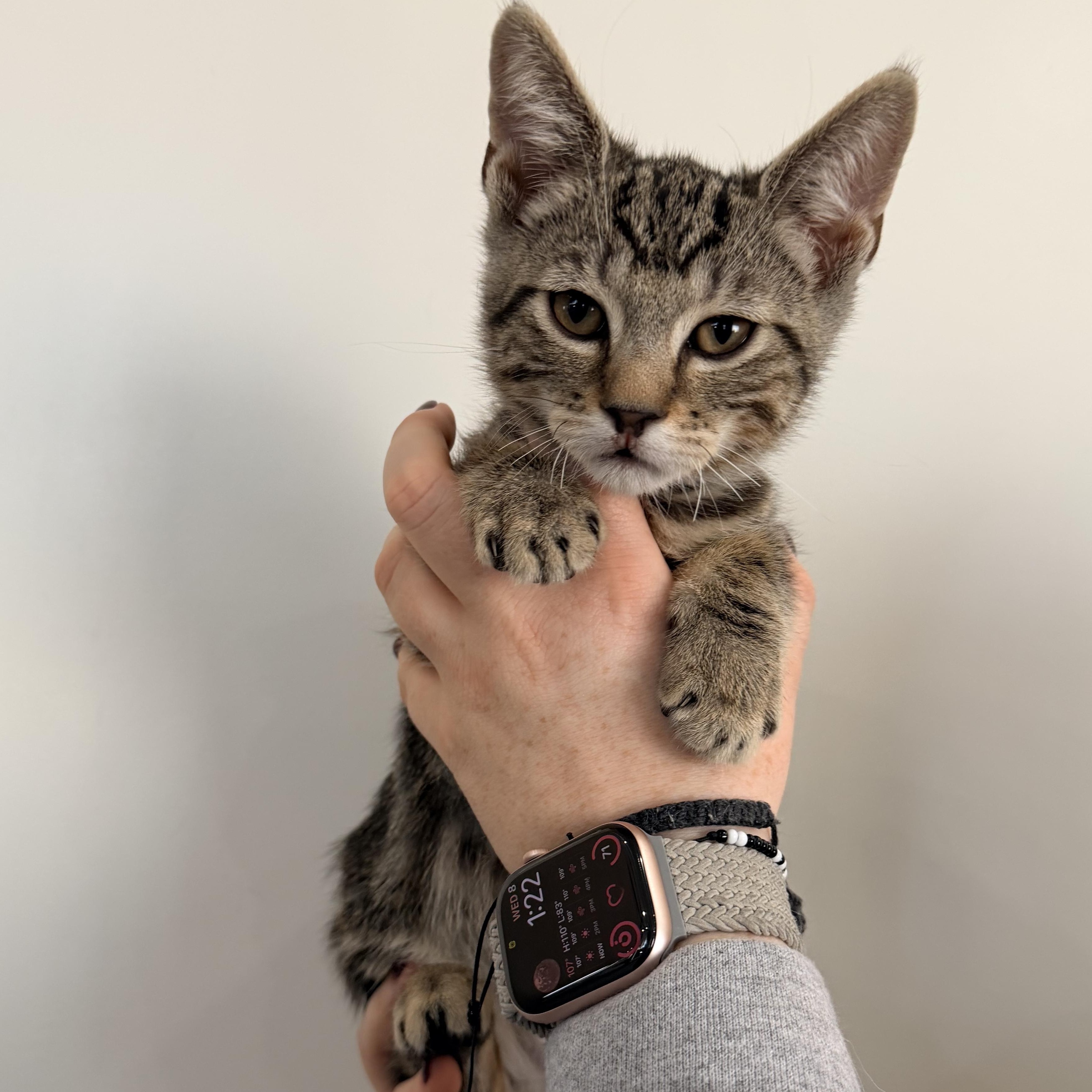 Apricot, Adoptable, Kitten Male Tabby.