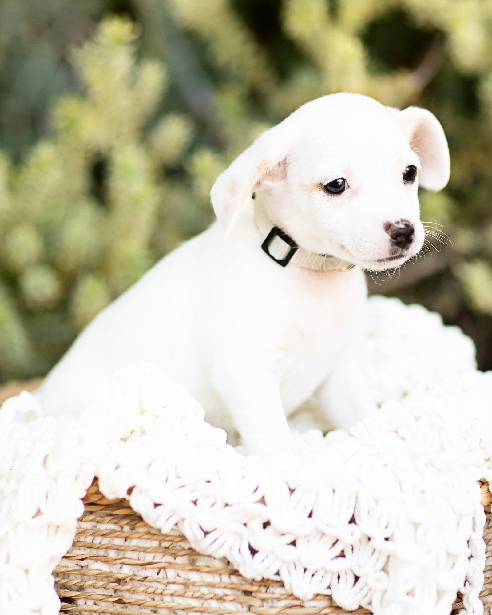 Theo, Adopted, Puppy Male Dachshund.