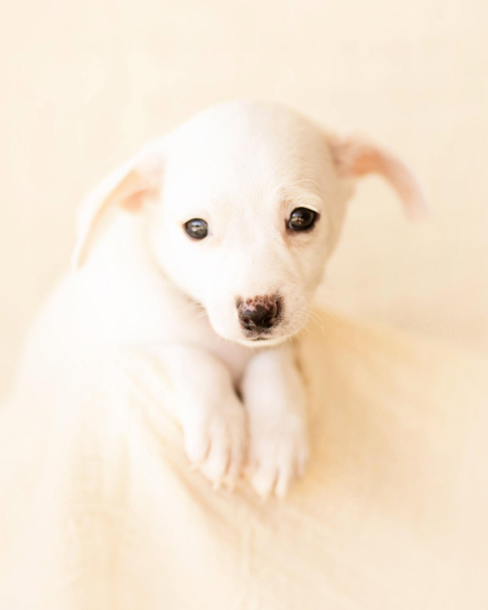Enlarge Theo, a Adopted Dachshund in Corona, CA image 2/3
