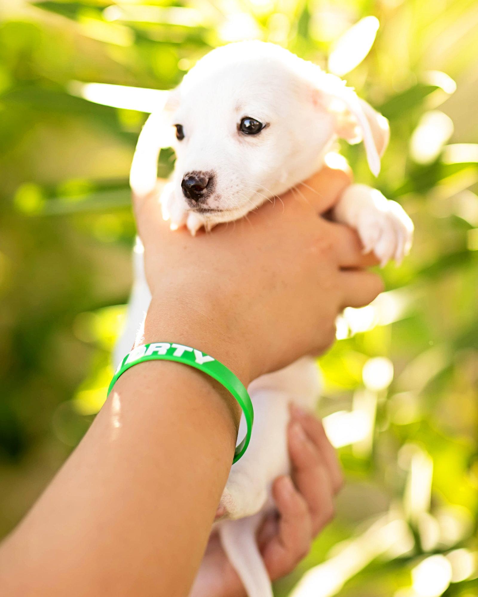 Enlarge Theo, a Adopted Dachshund in Corona, CA image 3/3