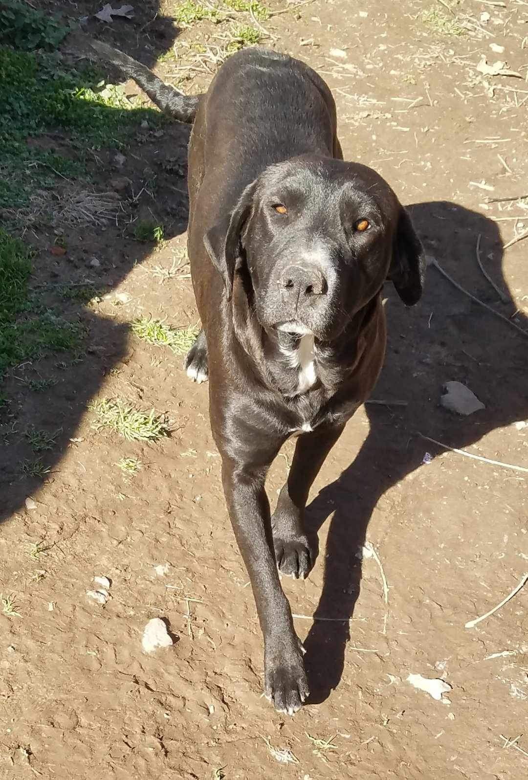 Beegee, Adoptable, Young Female Labrador Retriever.
