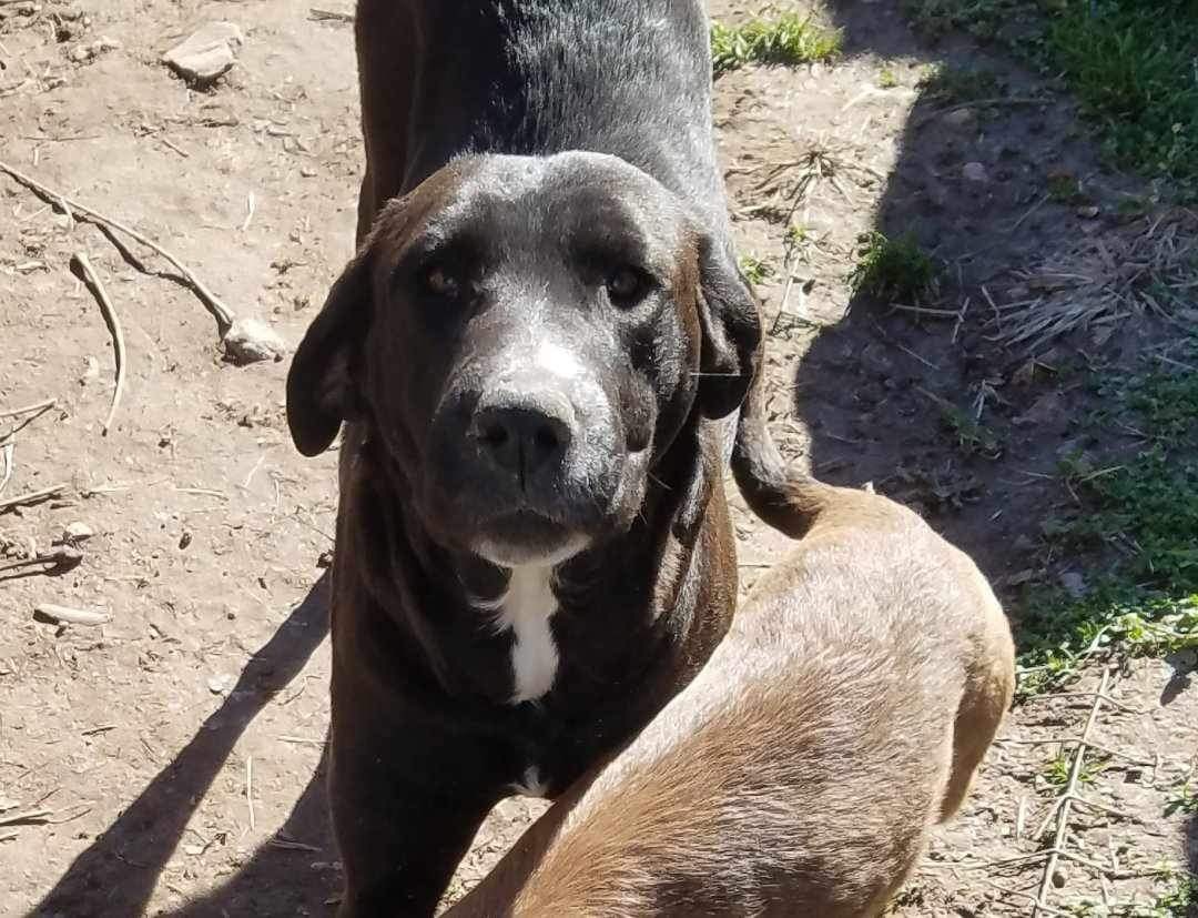 Beegee, a Adoptable mixed breed in East Dundee , IL image 2/4