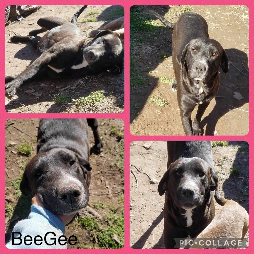 Beegee, a Adoptable mixed breed in East Dundee , IL image 3/4