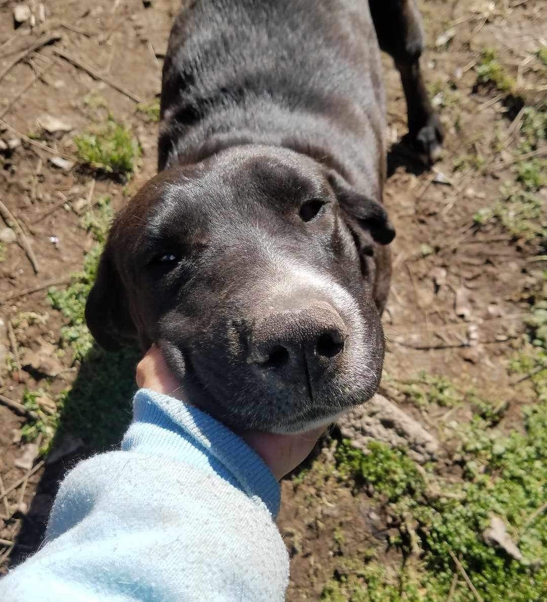 Beegee, a Adoptable mixed breed in East Dundee , IL image 4/4