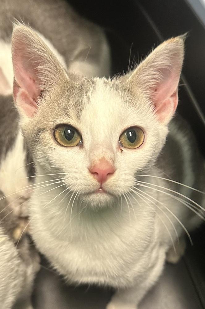 Daytona, Adoptable, Kitten Female Domestic Short Hair.