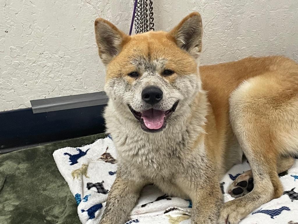Enlarge Yogi, a Adoptable Akita in Chico, CA image 1/3