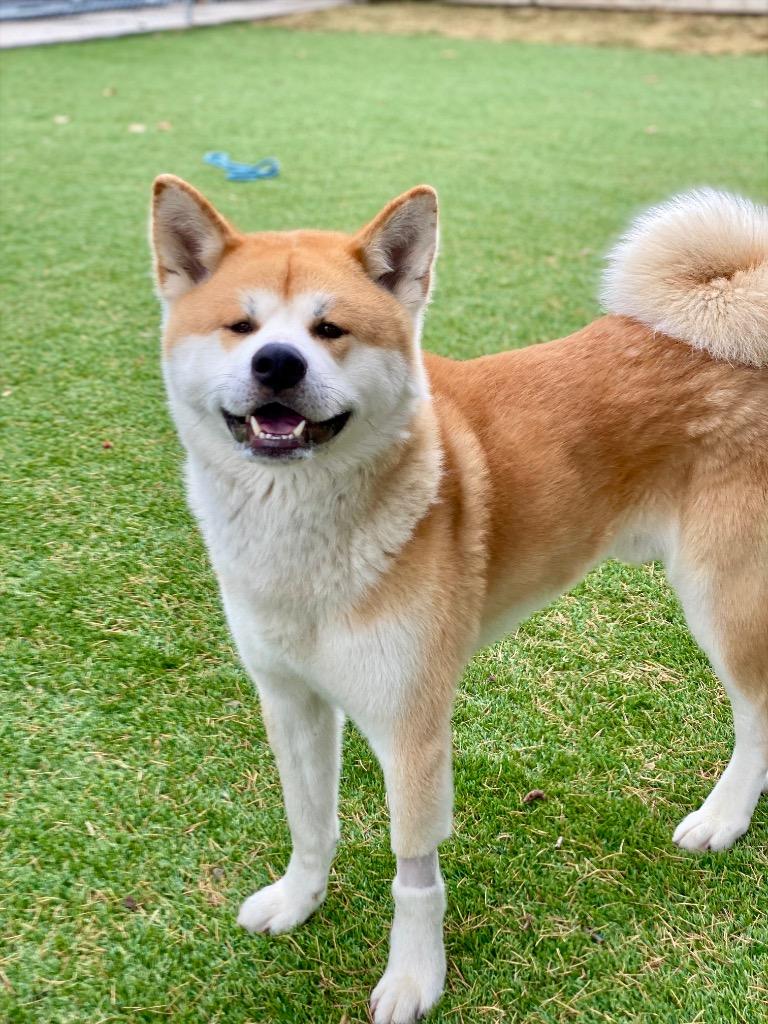 Enlarge Yogi, a Adoptable Akita in Chico, CA image 2/3
