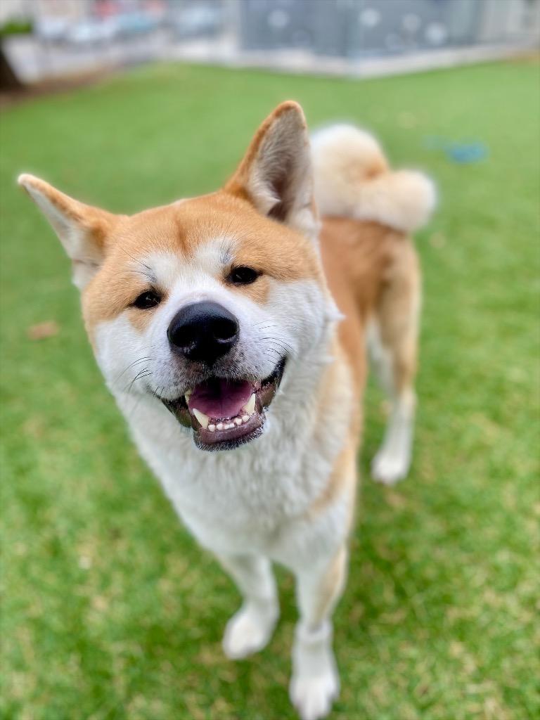 Enlarge Yogi, a Adoptable Akita in Chico, CA image 3/3