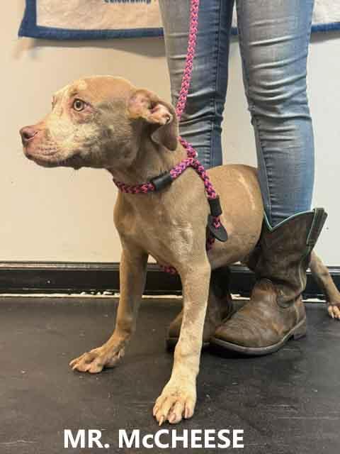 Enlarge Mr. McCheese, a Adoptable mixed breed in Washington, GA image 2/2