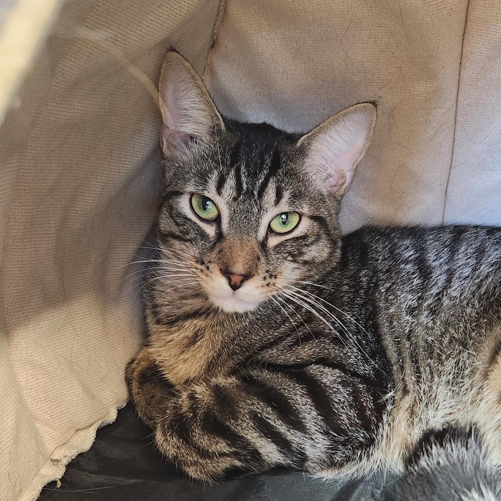 Leo, Adoptable, Young Male Domestic Short Hair.