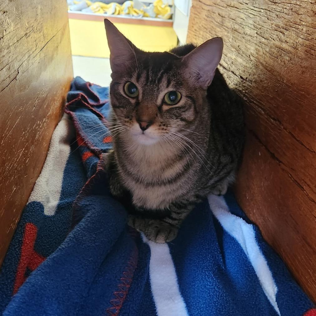 Leo, Adoptable, Young Male Domestic Short Hair.
