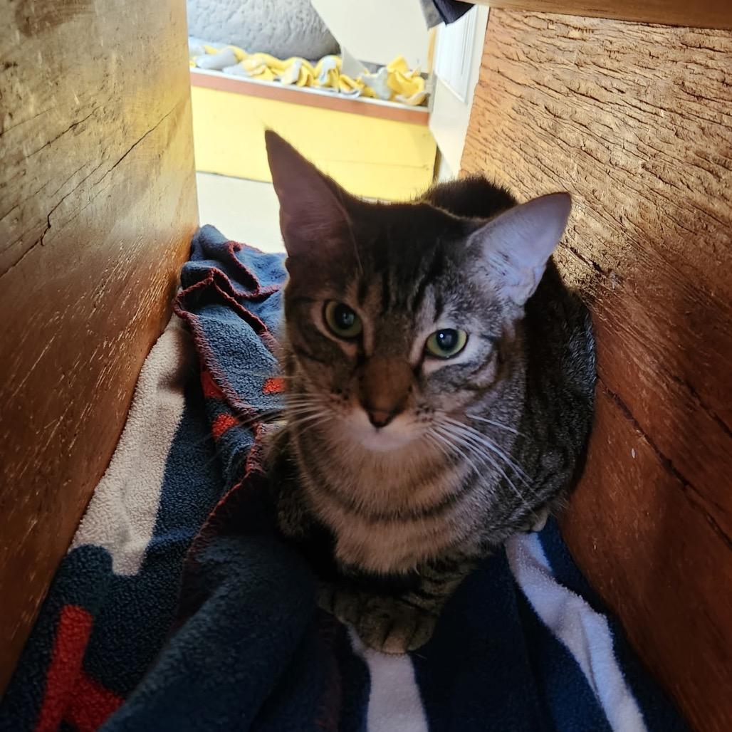 Enlarge Leo, a Adoptable Domestic Short Hair in Delaware, OH image 2/2