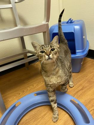 Whiskers thumbnail 3