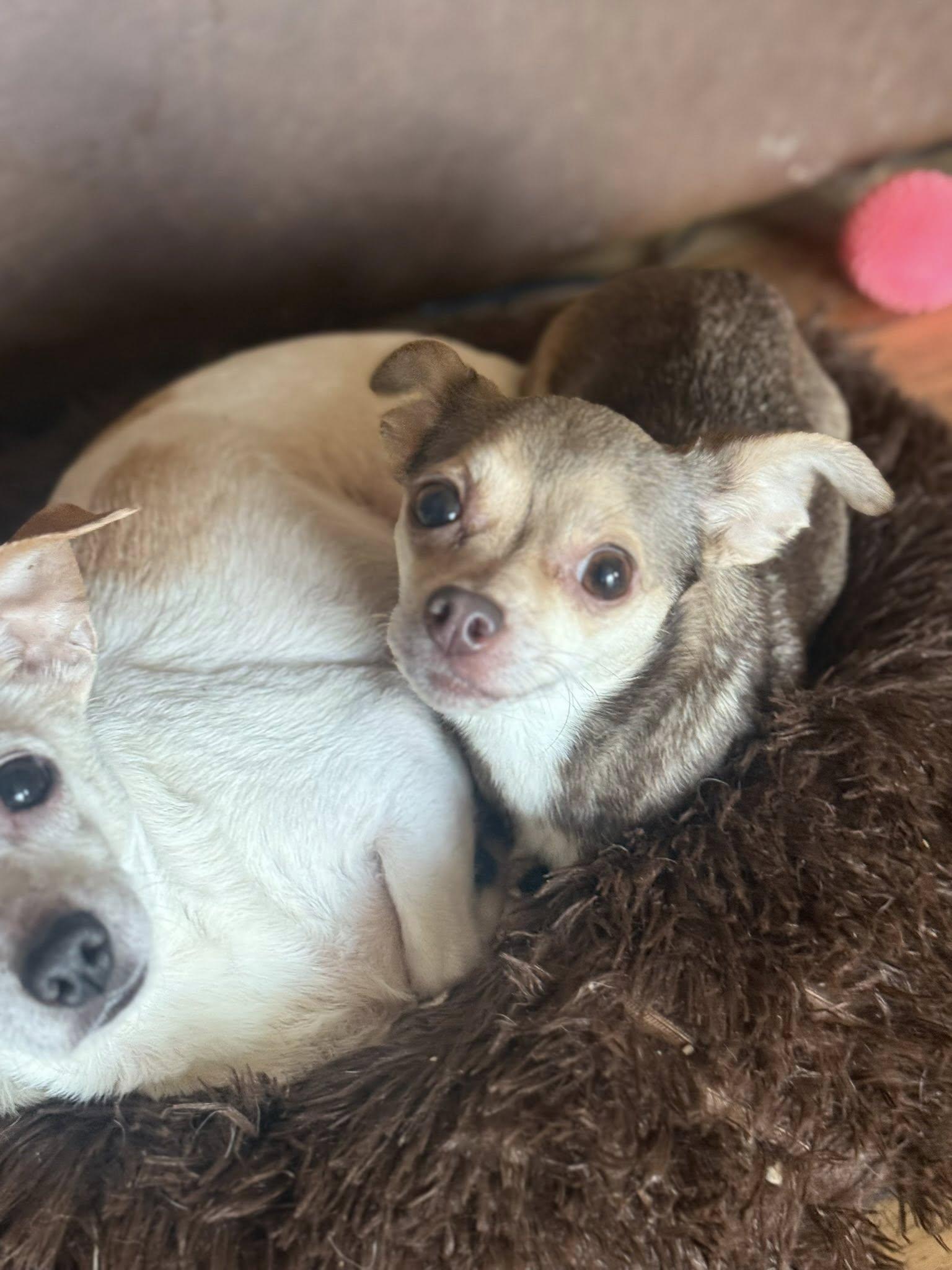 Lazy Daisy thumbnail 2