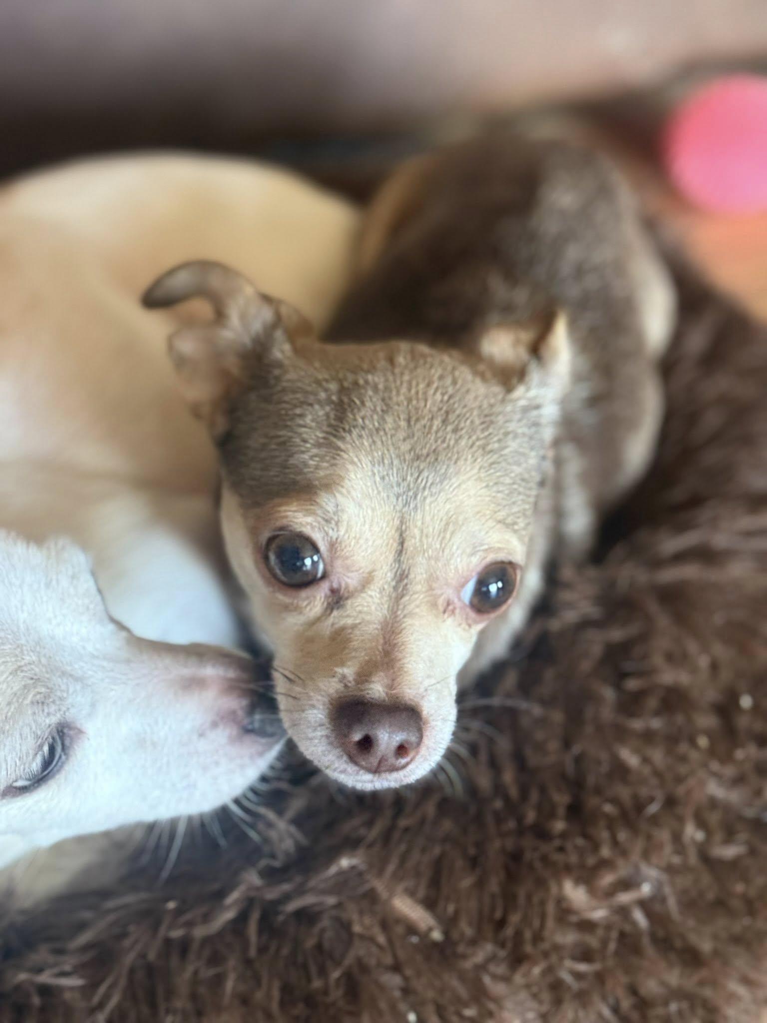 Lazy Daisy thumbnail 3