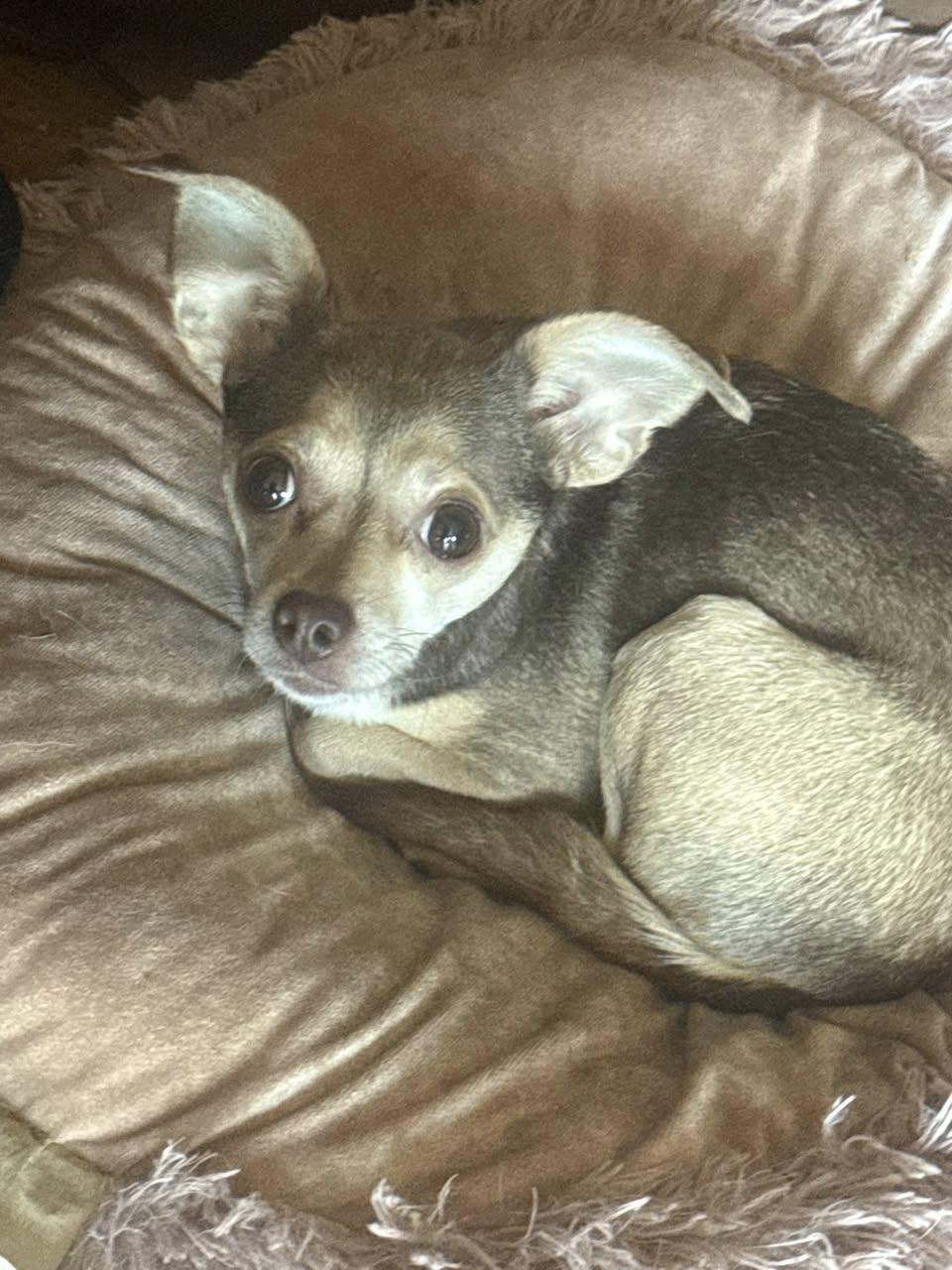 Lazy Daisy thumbnail 4