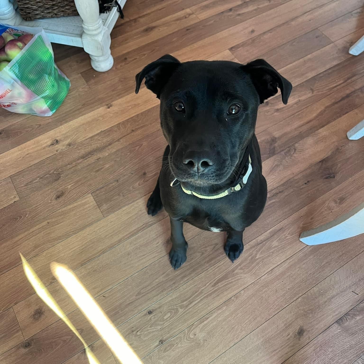 Dog for adoption KNOX Fostered in New England!!, a Cane Corso