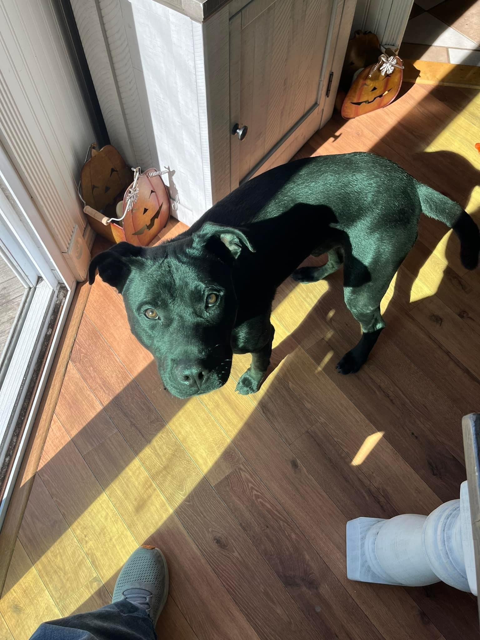 Dog for adoption KNOX Fostered in New England!!, a Cane Corso