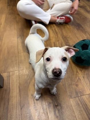 Enlarge Dalinar, a Adoptable mixed breed in Pleasanton, CA image 3/3