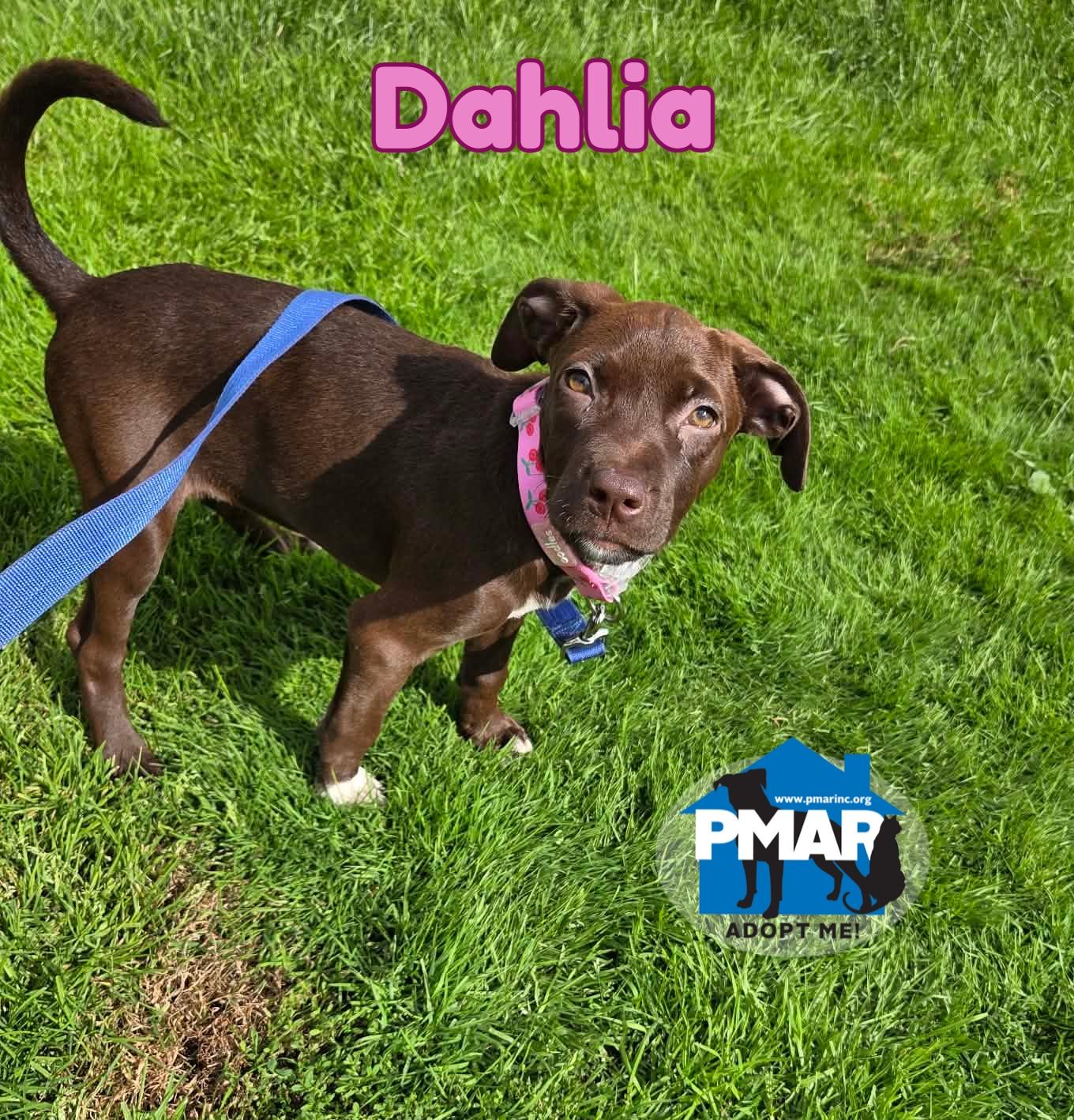 Dahlia, Adopted, Young Female Pit Bull Terrier.