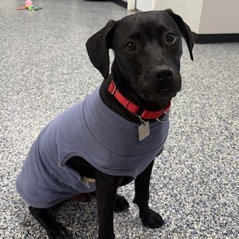 STALLONE, adopted, Young Male Labrador Retriever.