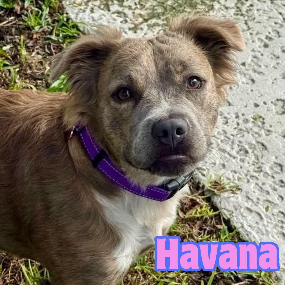 Enlarge Havana --PERFECT PUP--, an adopted mixed breed in Riverview, FL image 1/6