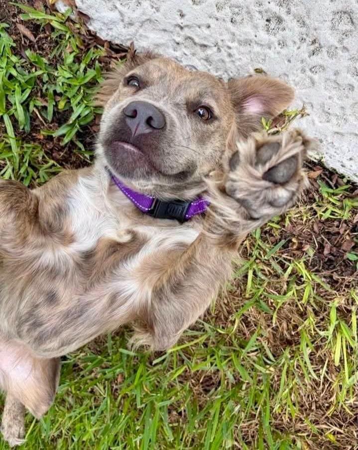 Enlarge Havana --PERFECT PUP--, an adopted mixed breed in Riverview, FL image 3/6