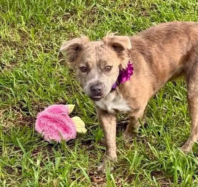 Enlarge Havana --PERFECT PUP--, an adopted mixed breed in Riverview, FL image 4/6