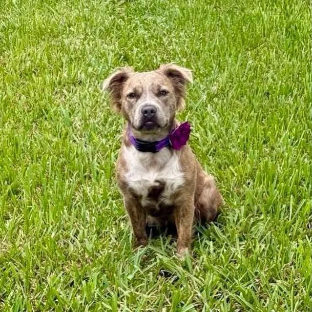 Enlarge Havana --PERFECT PUP--, an adopted mixed breed in Riverview, FL image 5/6
