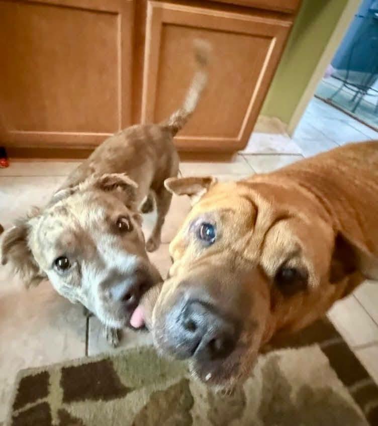 Enlarge Havana --PERFECT PUP--, an adopted mixed breed in Riverview, FL image 6/6