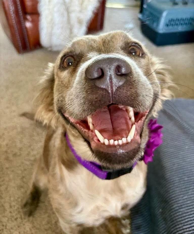 Enlarge Havana --PERFECT PUP--, an adopted mixed breed in Riverview, FL image 2/6