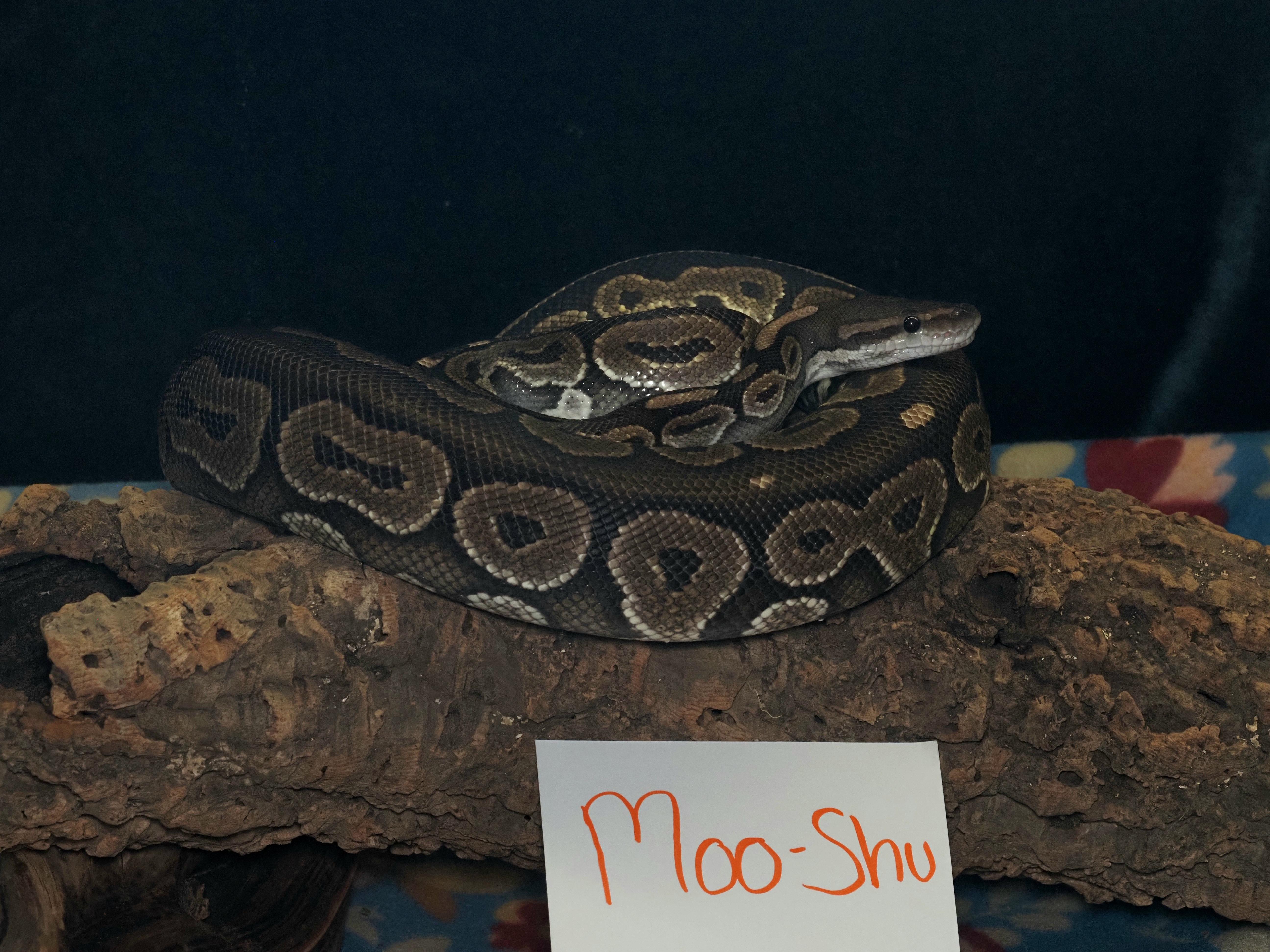 Enlarge Moo-Shu, a ADOPTABLE Ball Python in Tacoma, WA image 1/2