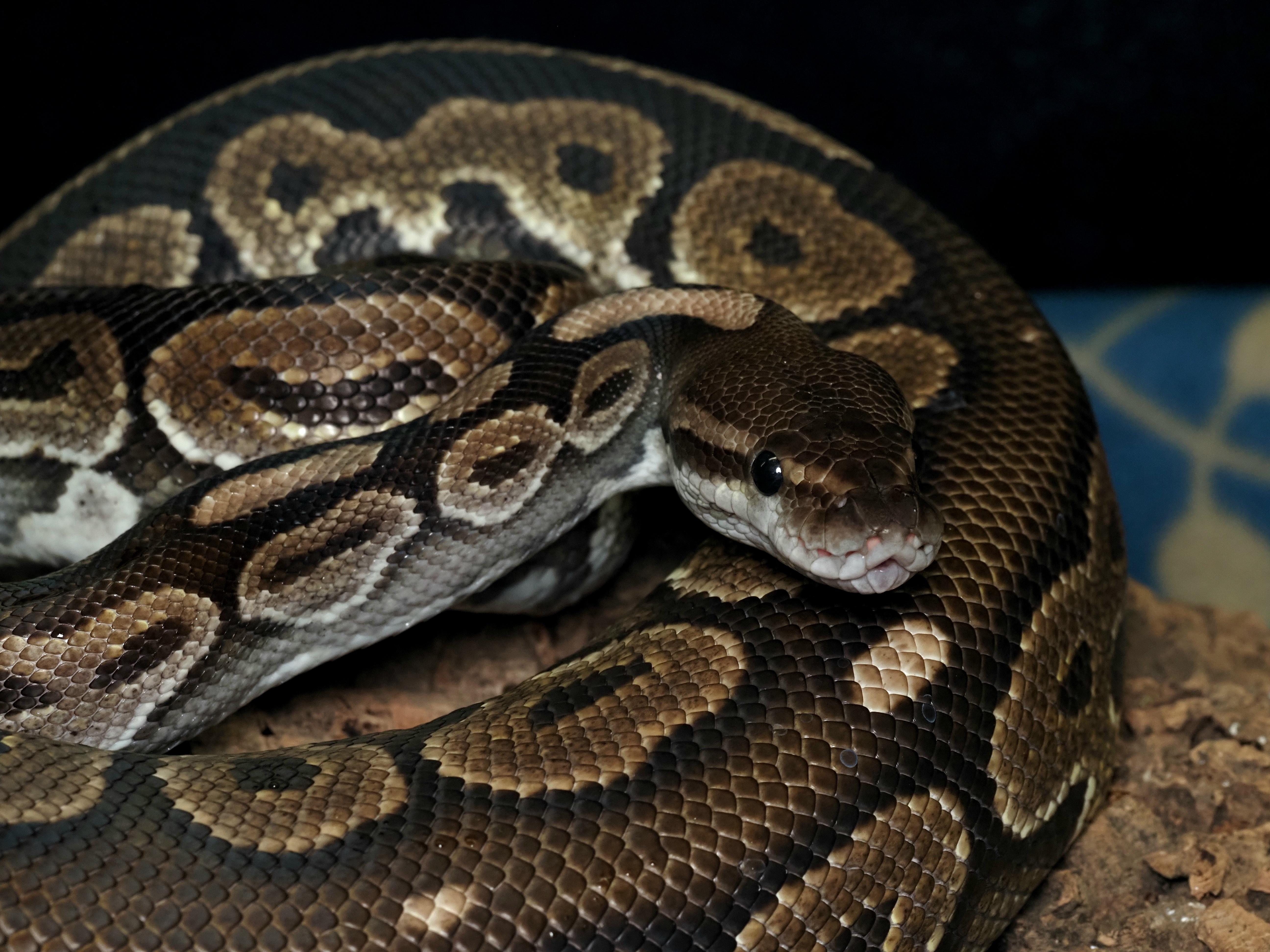 Enlarge Moo-Shu, a ADOPTABLE Ball Python in Tacoma, WA image 2/2