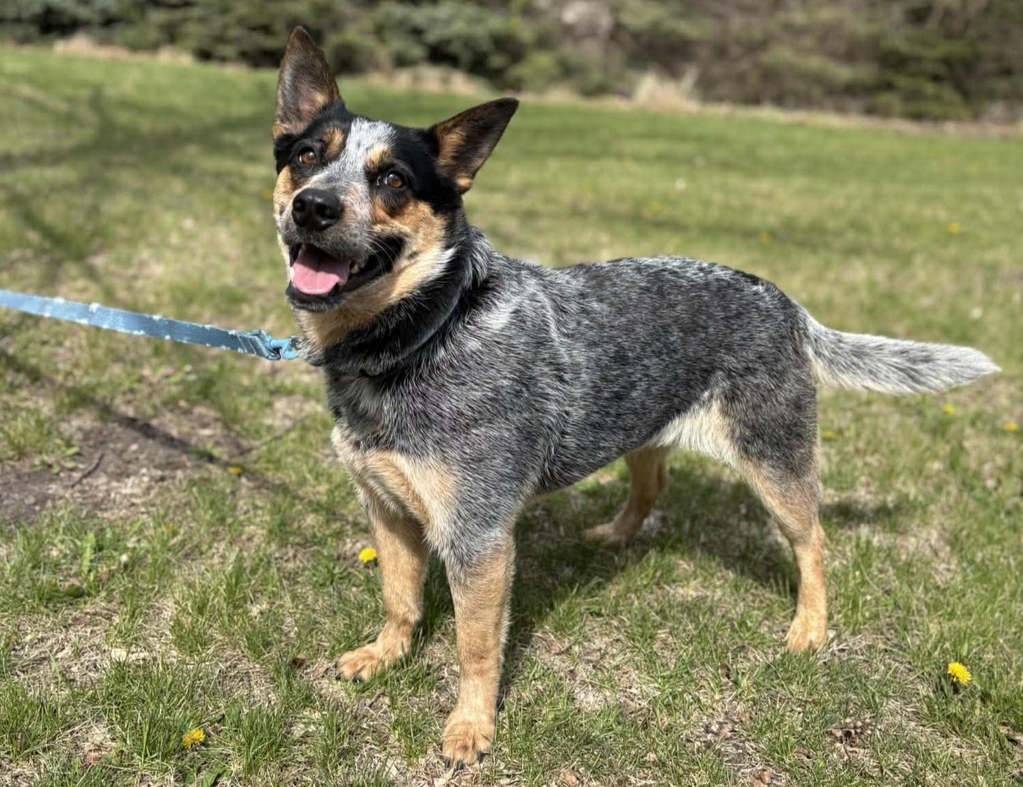 Enlarge Mama Cass, a ADOPTABLE Australian Cattle Dog / Blue Heeler in Maryville, MO image 3/6