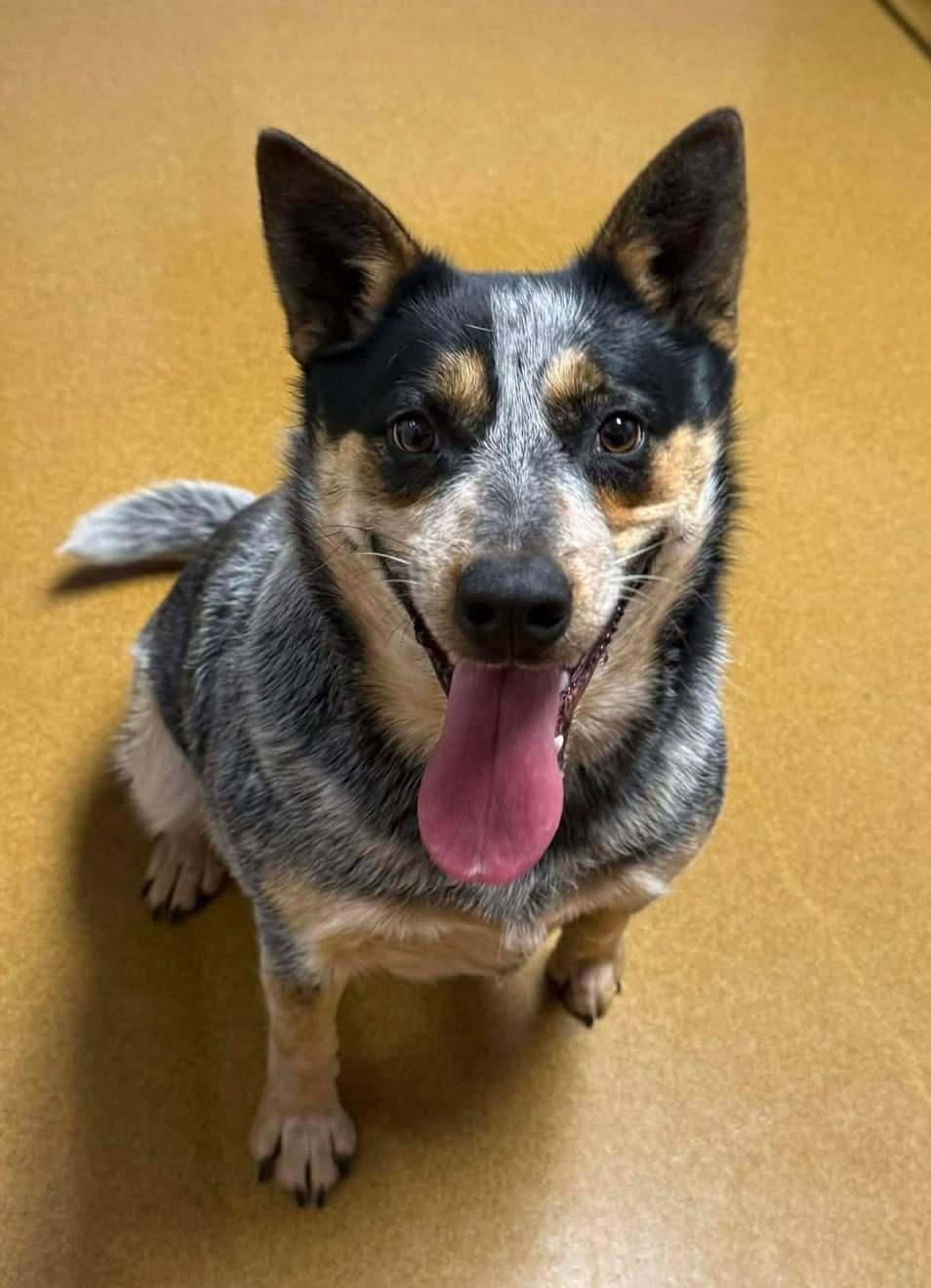 Mama Cass, ADOPTABLE, Adult Female Australian Cattle Dog / Blue Heeler.