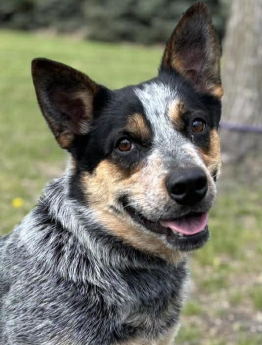 Mama Cass, ADOPTABLE, Adult Female Australian Cattle Dog / Blue Heeler.