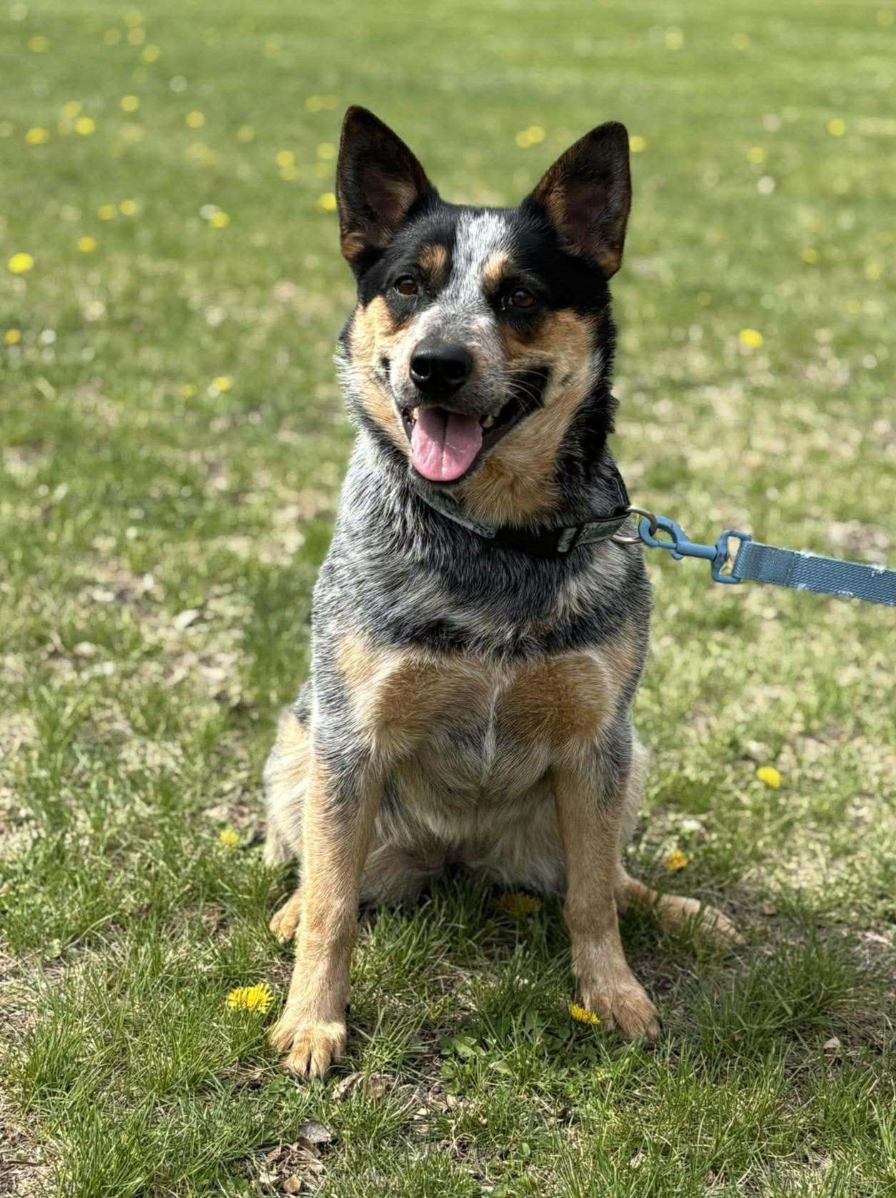 Enlarge Mama Cass, a ADOPTABLE Australian Cattle Dog / Blue Heeler in Maryville, MO image 2/6