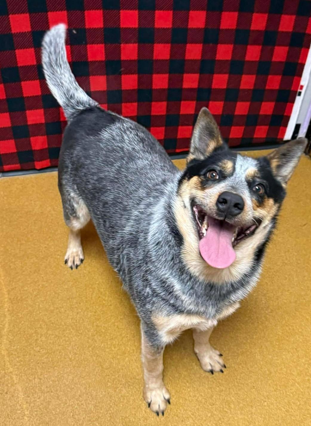 Enlarge Mama Cass, a ADOPTABLE Australian Cattle Dog / Blue Heeler in Maryville, MO image 5/6