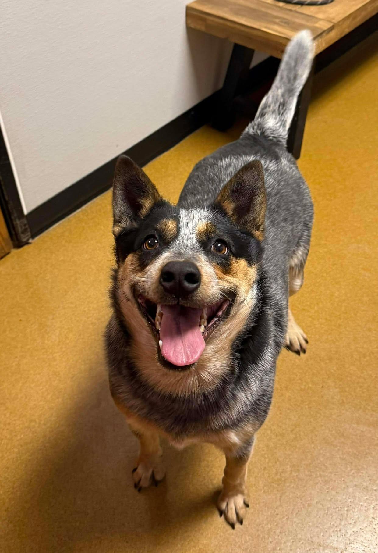 Enlarge Mama Cass, a ADOPTABLE Australian Cattle Dog / Blue Heeler in Maryville, MO image 2/3