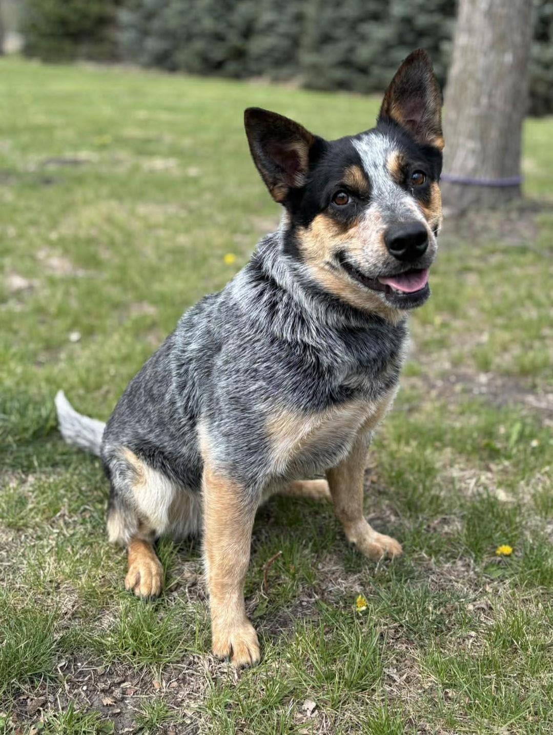 Enlarge Mama Cass, a ADOPTABLE Australian Cattle Dog / Blue Heeler in Maryville, MO image 4/6