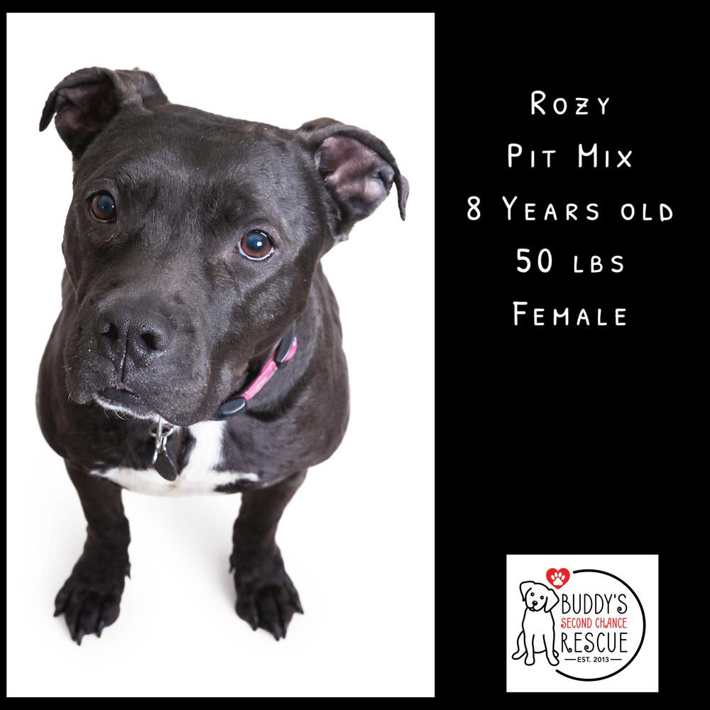 Rozy, Adoptable, Senior Female Pit Bull Terrier.