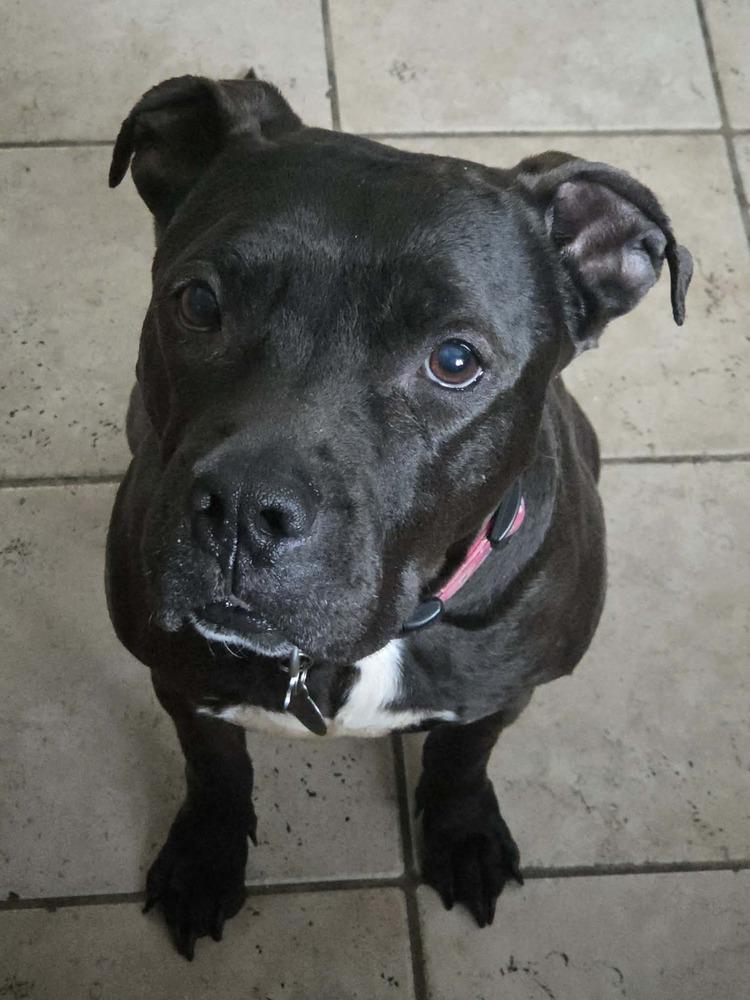 Enlarge Rozy, a Adoptable mixed breed in Amherst, NY image 3/6