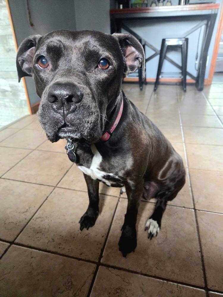 Enlarge Rozy, a Adoptable mixed breed in Amherst, NY image 3/6